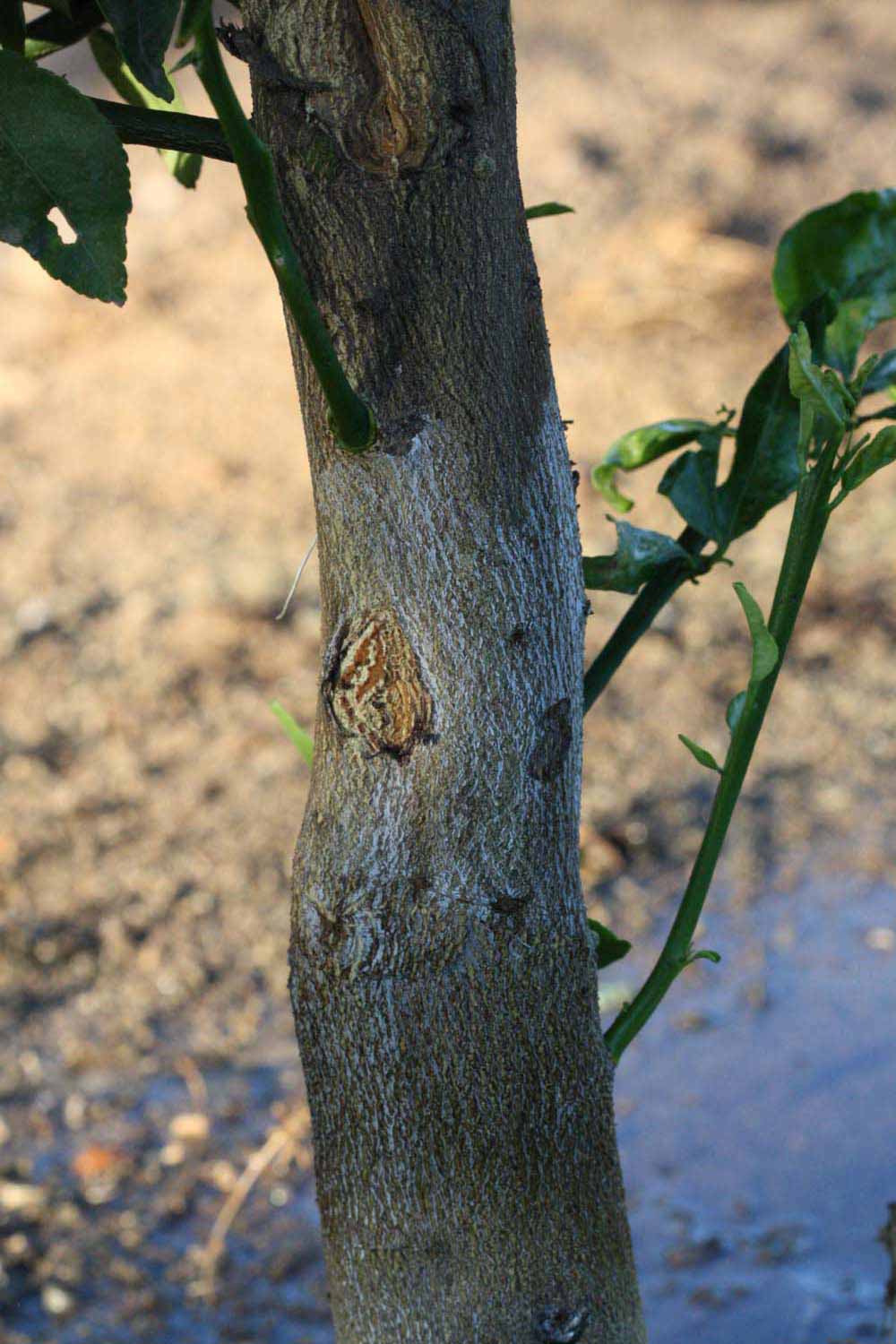            Bark (Riverside, CA)   